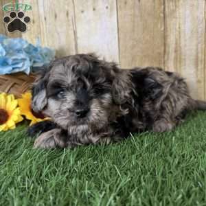 Snickers, Shih-Poo Puppy